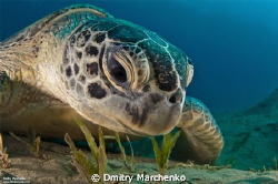 Green sea turtle. Egypt, Abu Dabab. by Dmitry Marchenko 